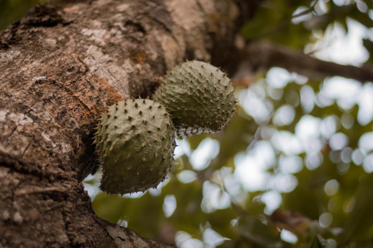 Vila Entre Bosques Tayrona Los Naranjos Exteriér fotografie